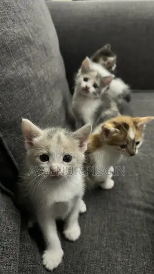 1-3 months Female Mixed Breed Cat