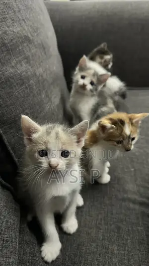 1-3 months Female Mixed Breed Cat