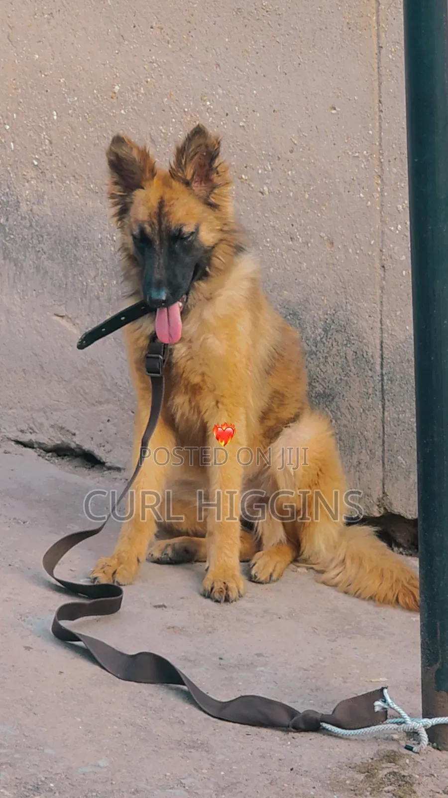 3-6 months Female Purebred German Shepherd