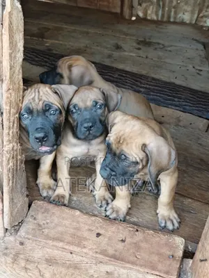 1-3 months Male Purebred Boerboel