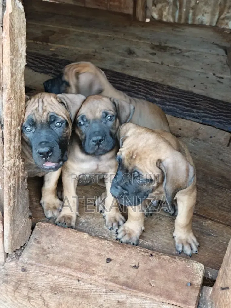 1-3 months Male Purebred Boerboel