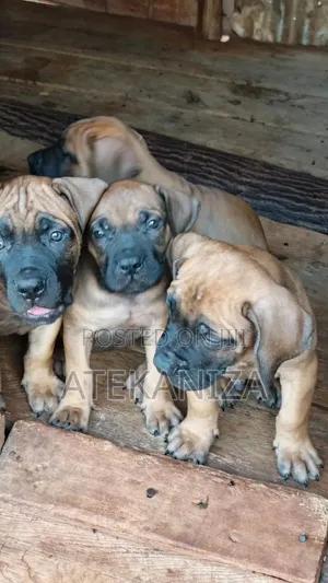 1-3 months Male Purebred Boerboel