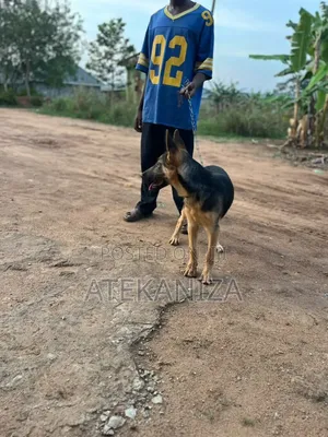 3-6 months Female Purebred German Shepherd