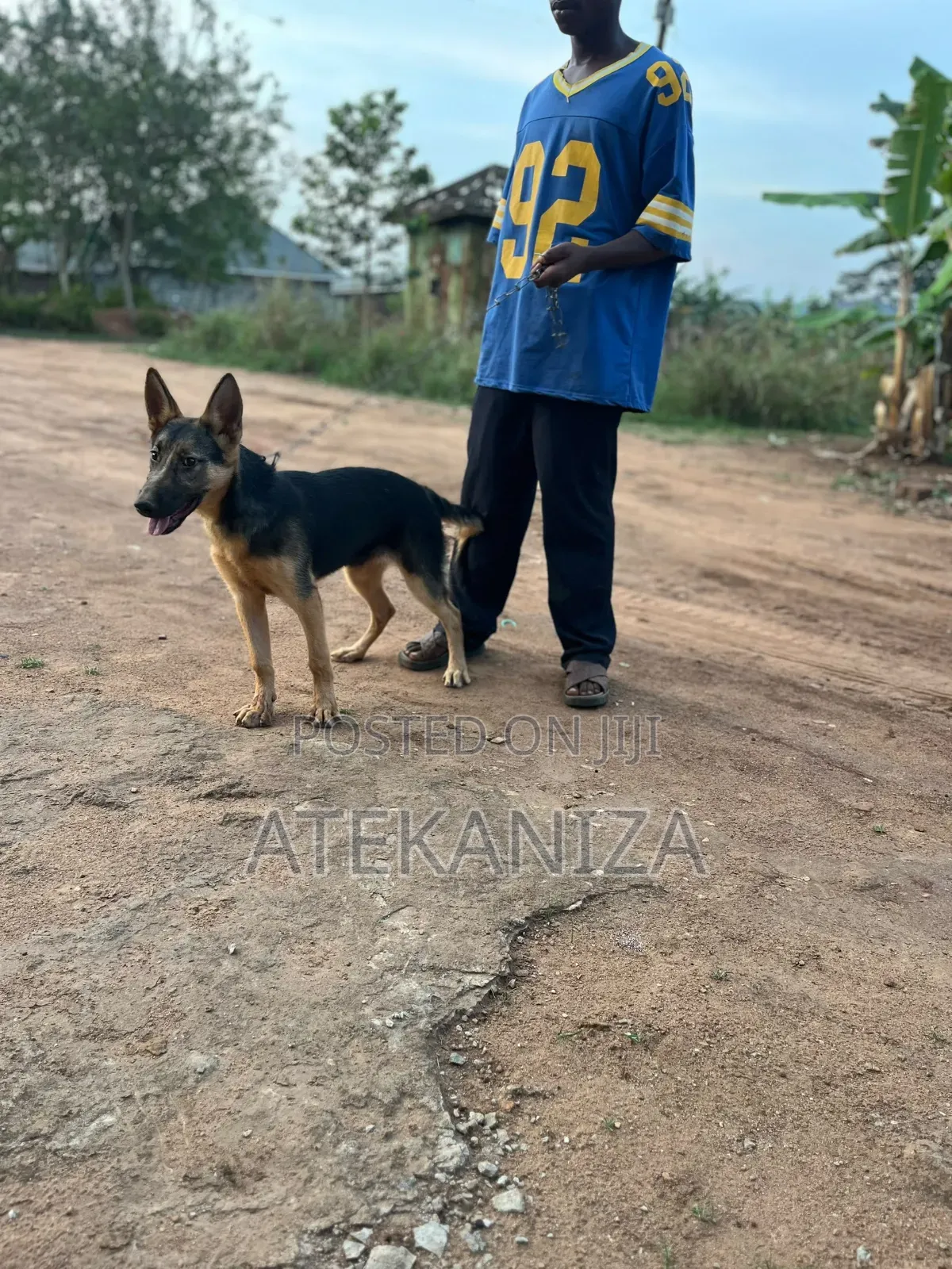3-6 months Female Purebred German Shepherd