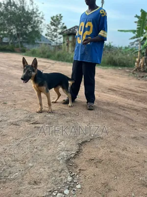 3-6 months Female Purebred German Shepherd