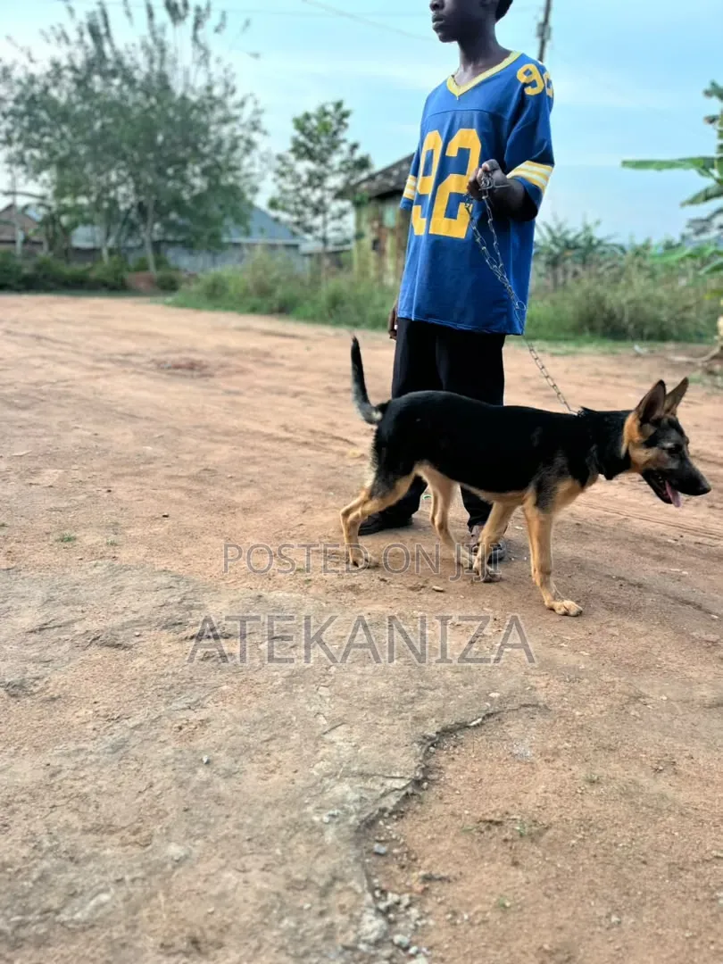 3-6 months Female Purebred German Shepherd
