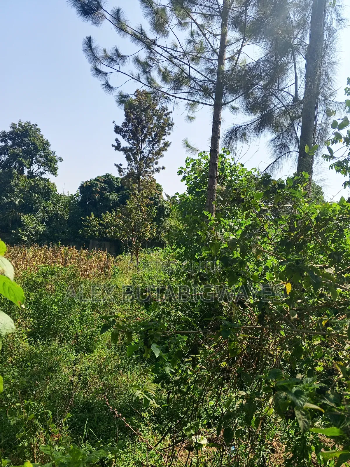 Plot for Sale