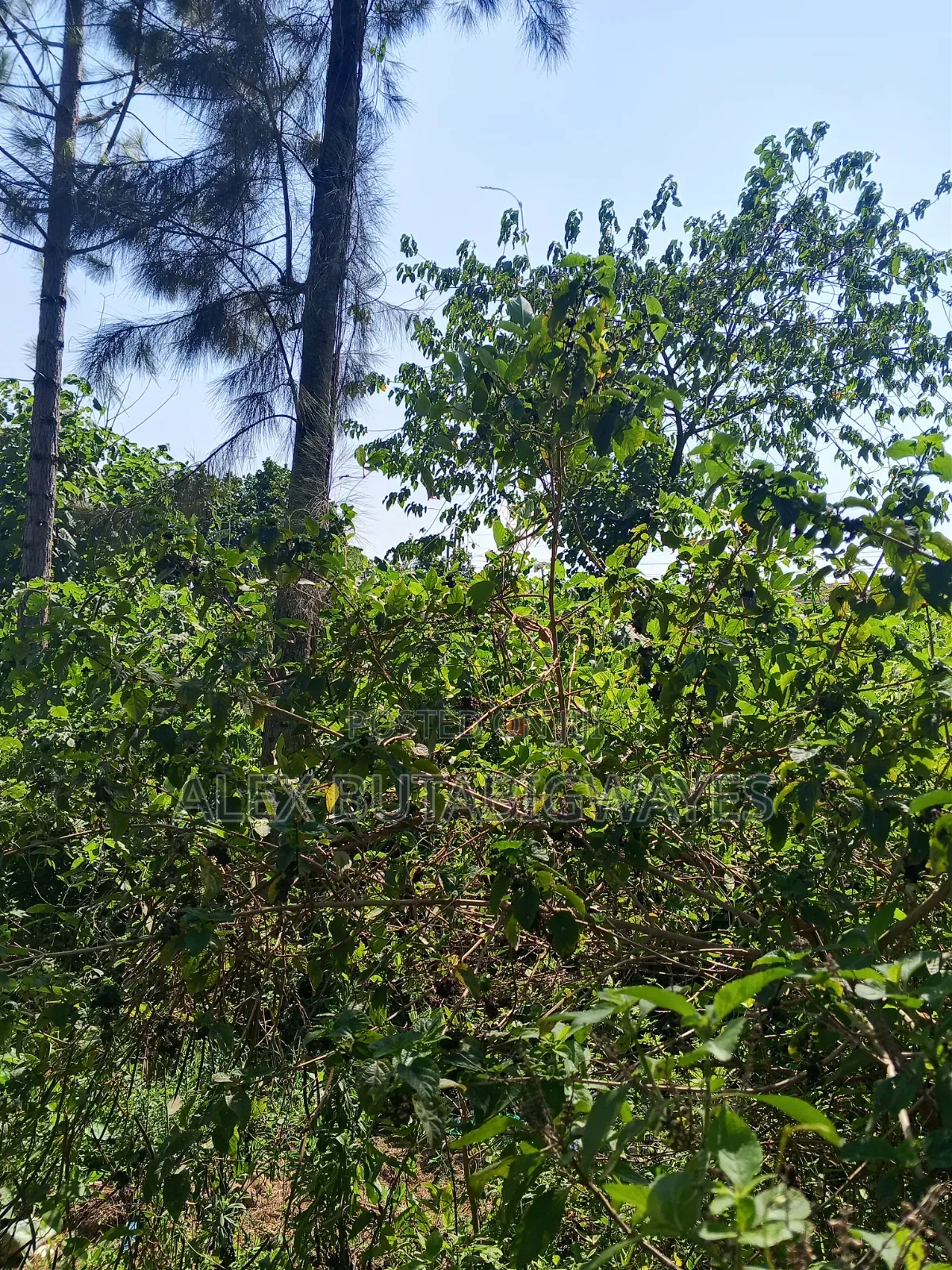 Plot for Sale