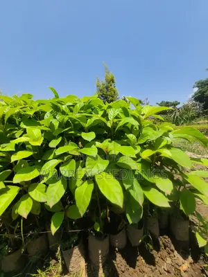 Terminalia