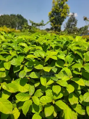 Terminalia