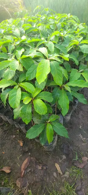 Terminalia