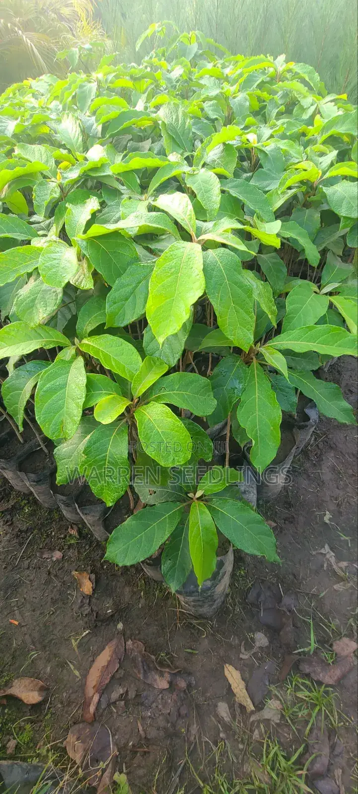 Terminalia