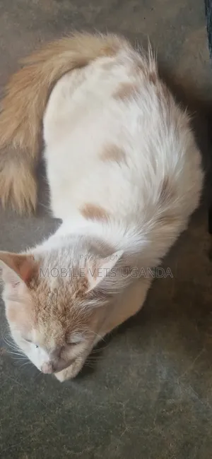 3-6 months Male Purebred Ragdoll