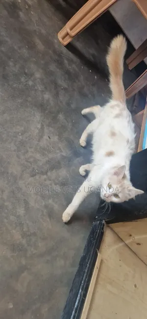 6-12 months Male Purebred Ragdoll