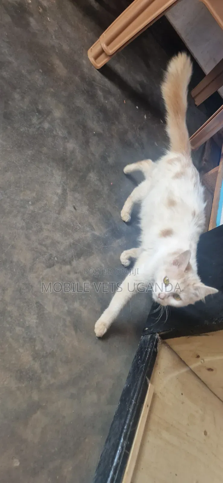 6-12 months Male Purebred Ragdoll