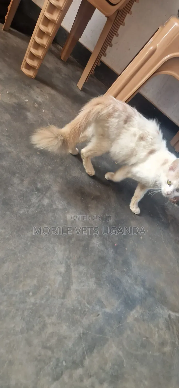 1+ year Female Purebred Ragdoll
