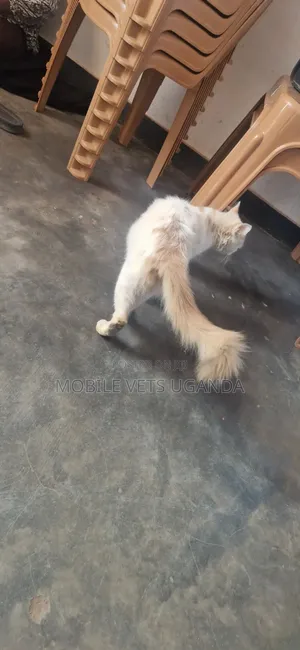 6-12 months Male Purebred Persian