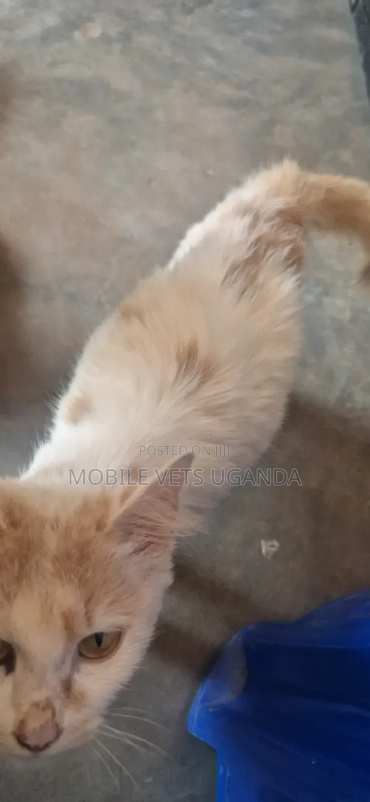 1-3 months Female Purebred Ragdoll