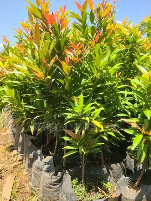 Eugenia Tree