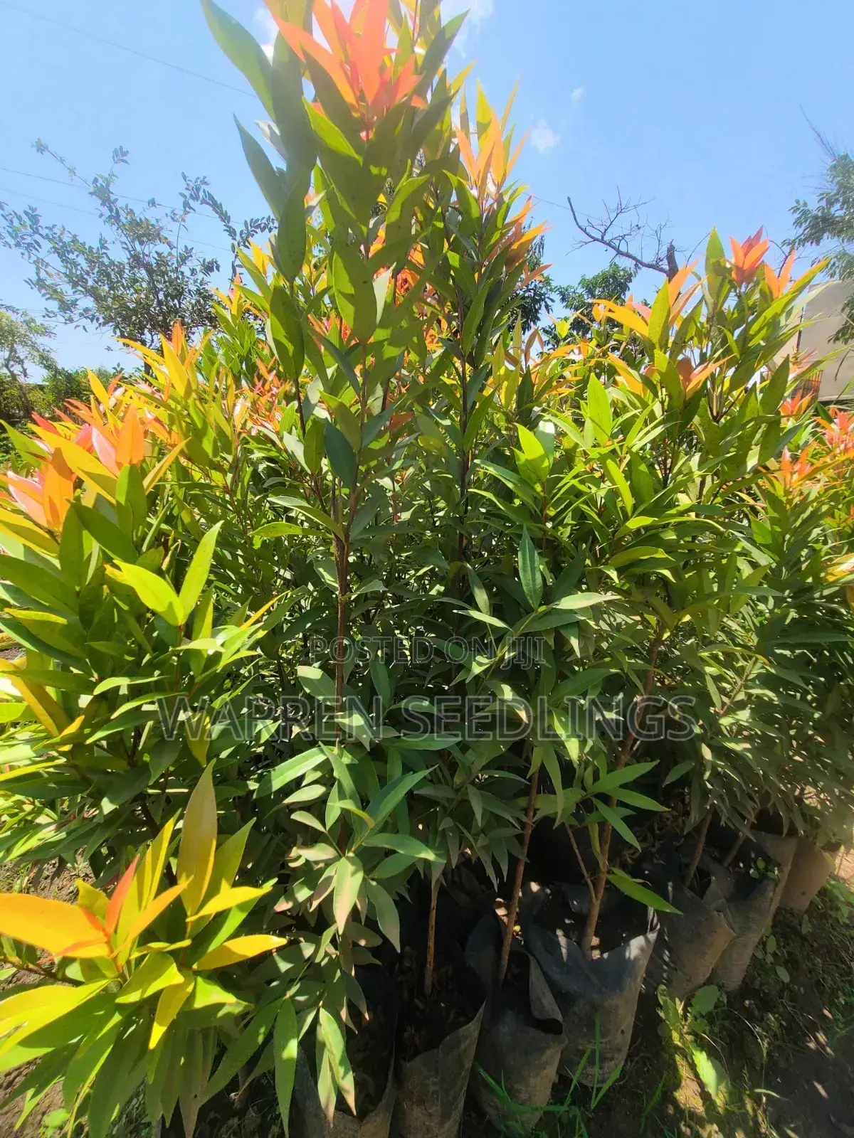 Eugenia Tree