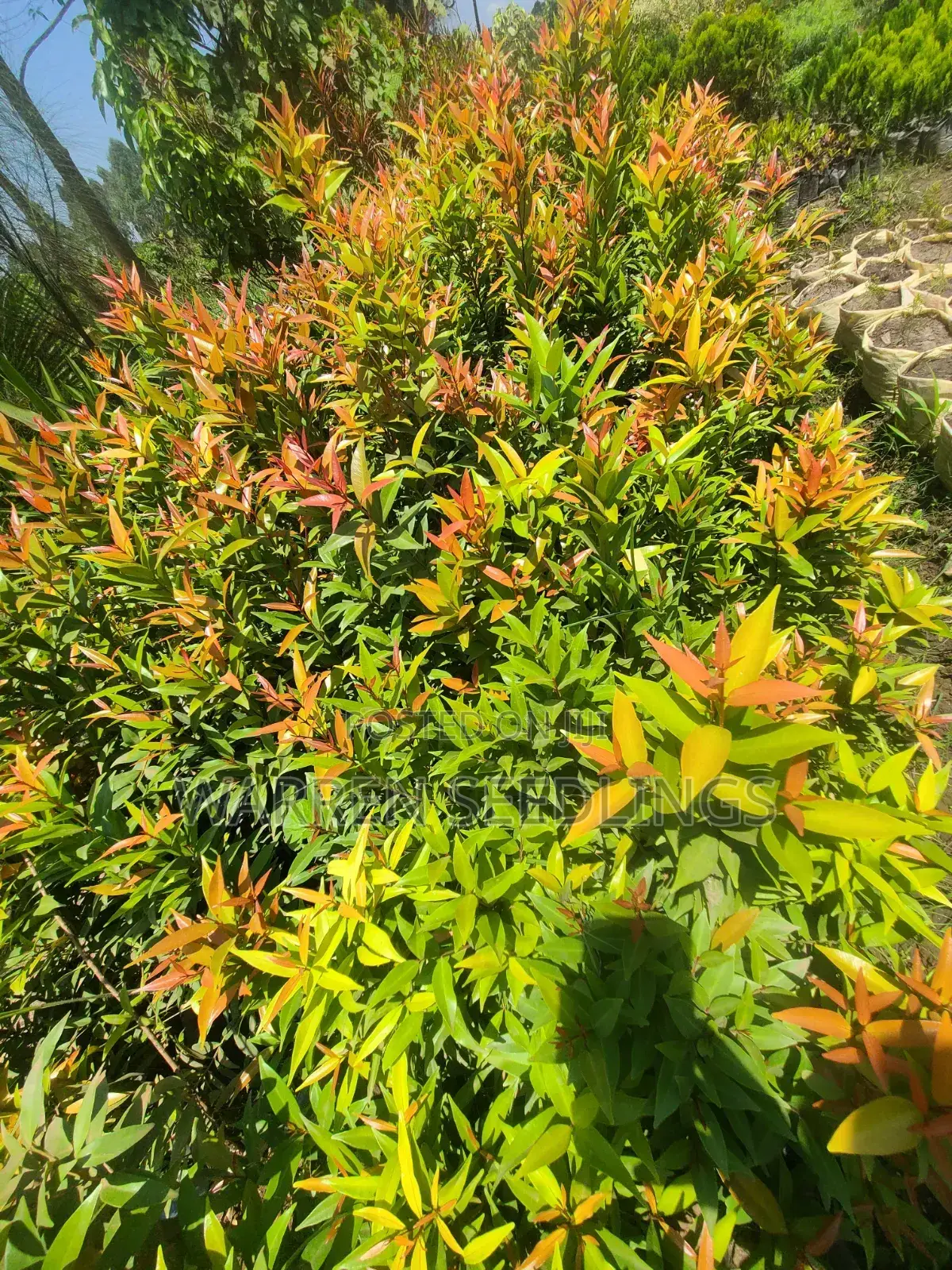 Eugenia Tree
