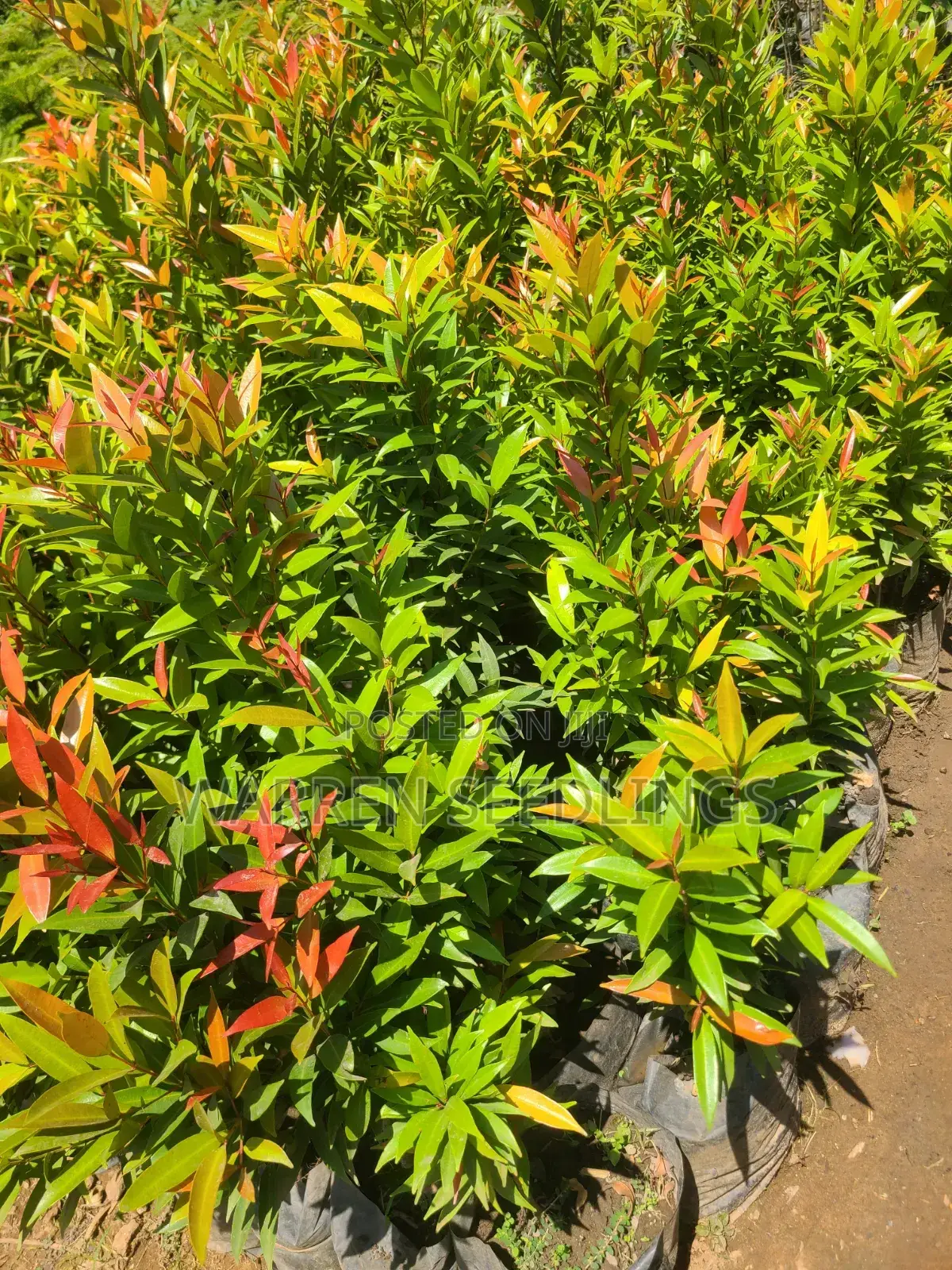Eugenia Tree