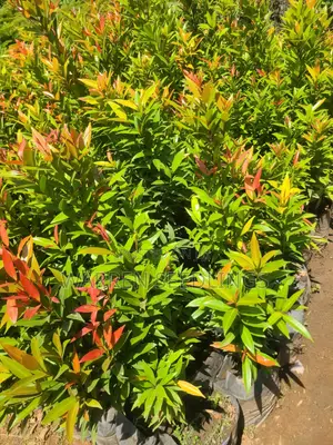 Eugenia Tree