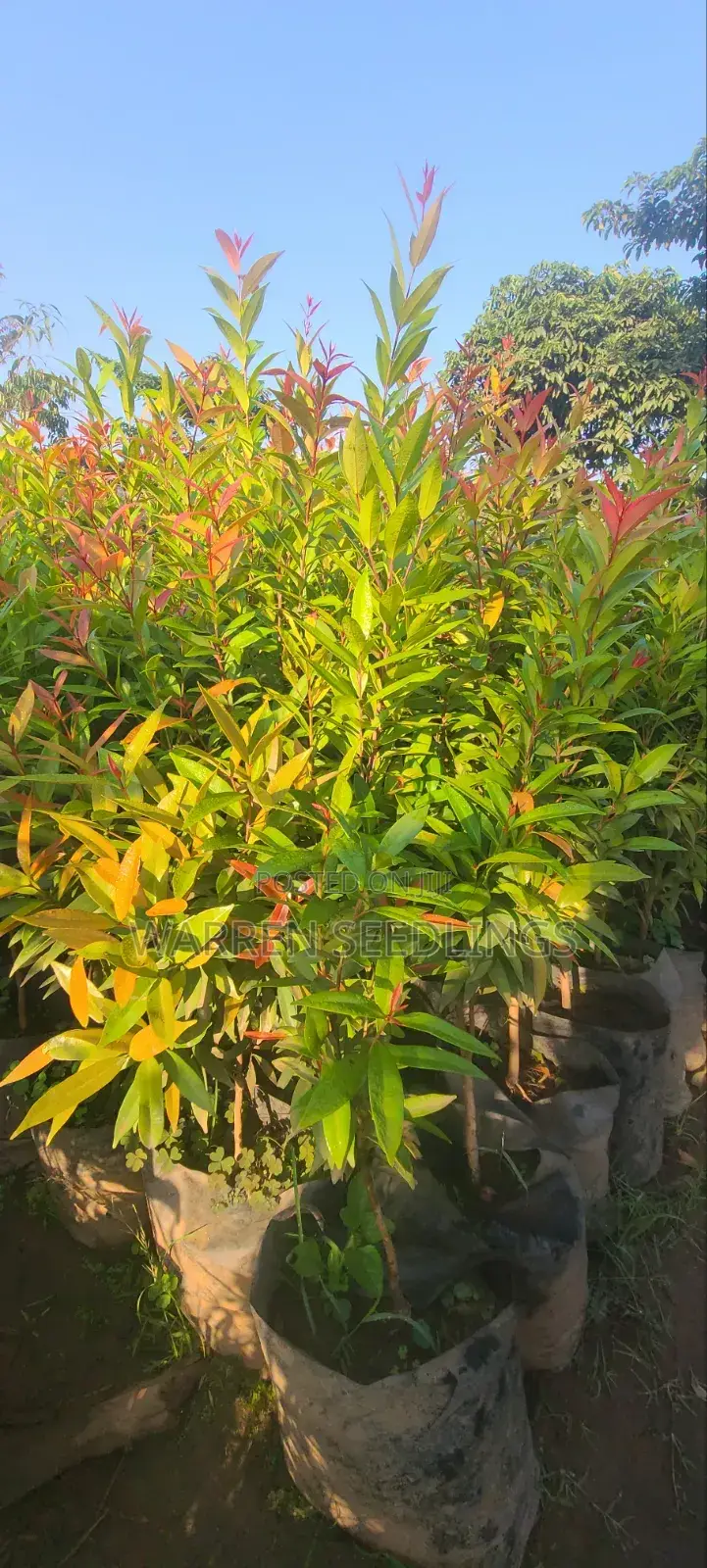 Eugenia Tree