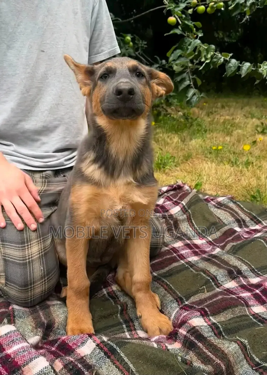 3-6 months Male Purebred German Shepherd