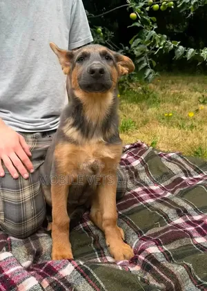 3-6 months Male Purebred German Shepherd