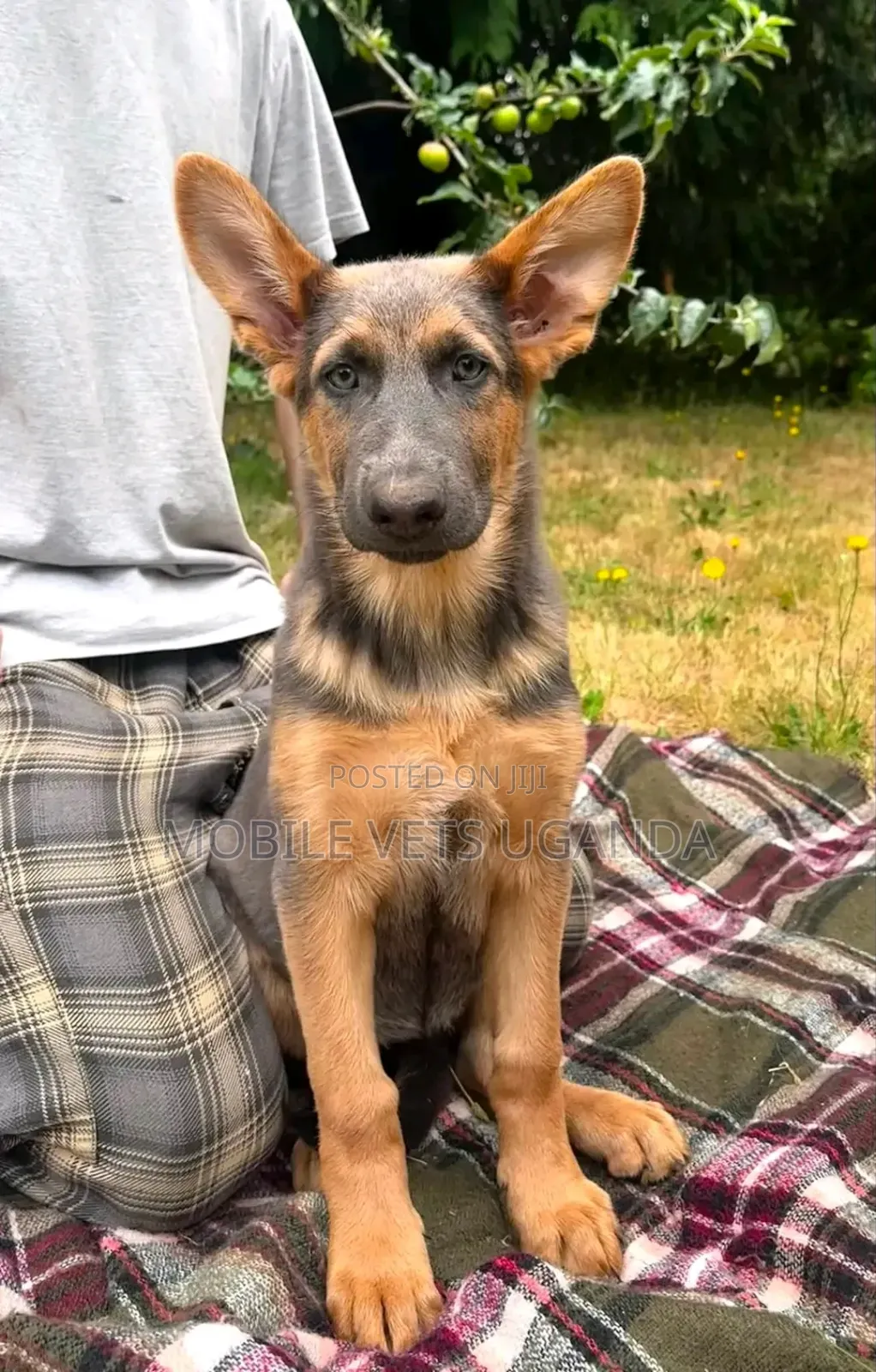 3-6 months Female Purebred German Shepherd