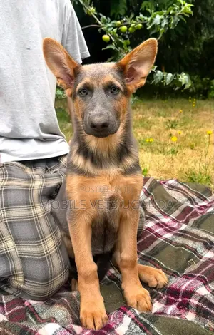 3-6 months Female Purebred German Shepherd