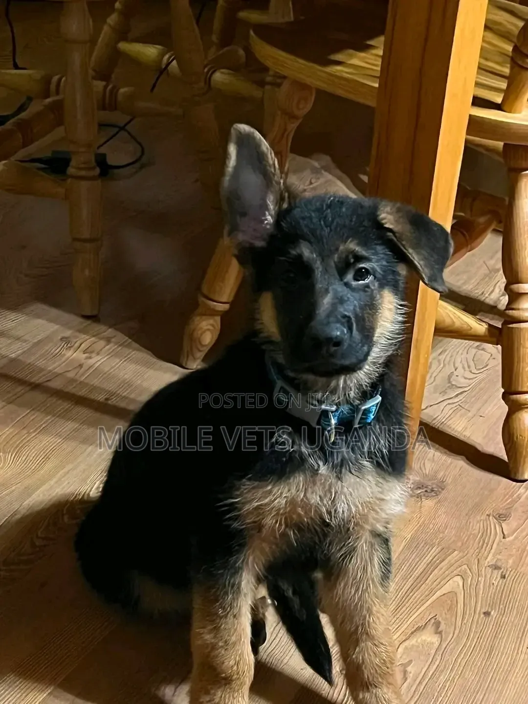3-6 months Male Purebred German Shepherd