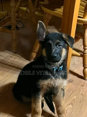 3-6 months Male Purebred German Shepherd