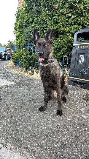 1-3 months Male Purebred German Shepherd