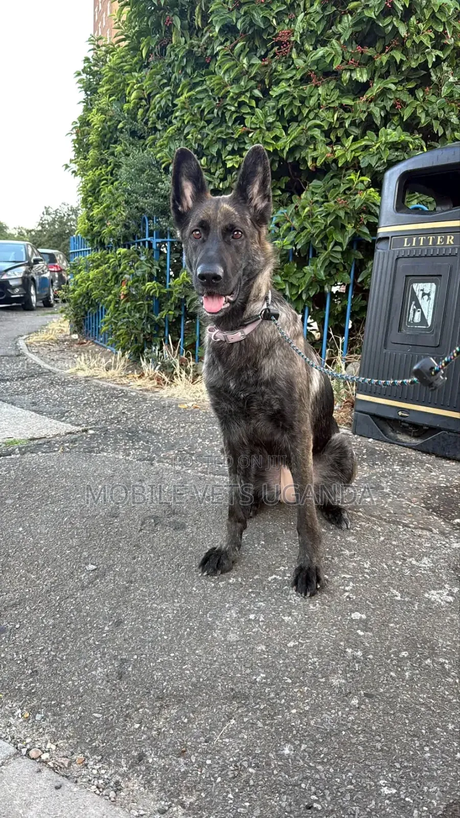 1-3 months Male Purebred German Shepherd