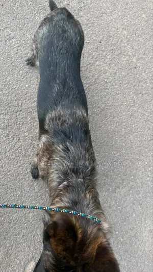 1-3 months Male Purebred German Shepherd
