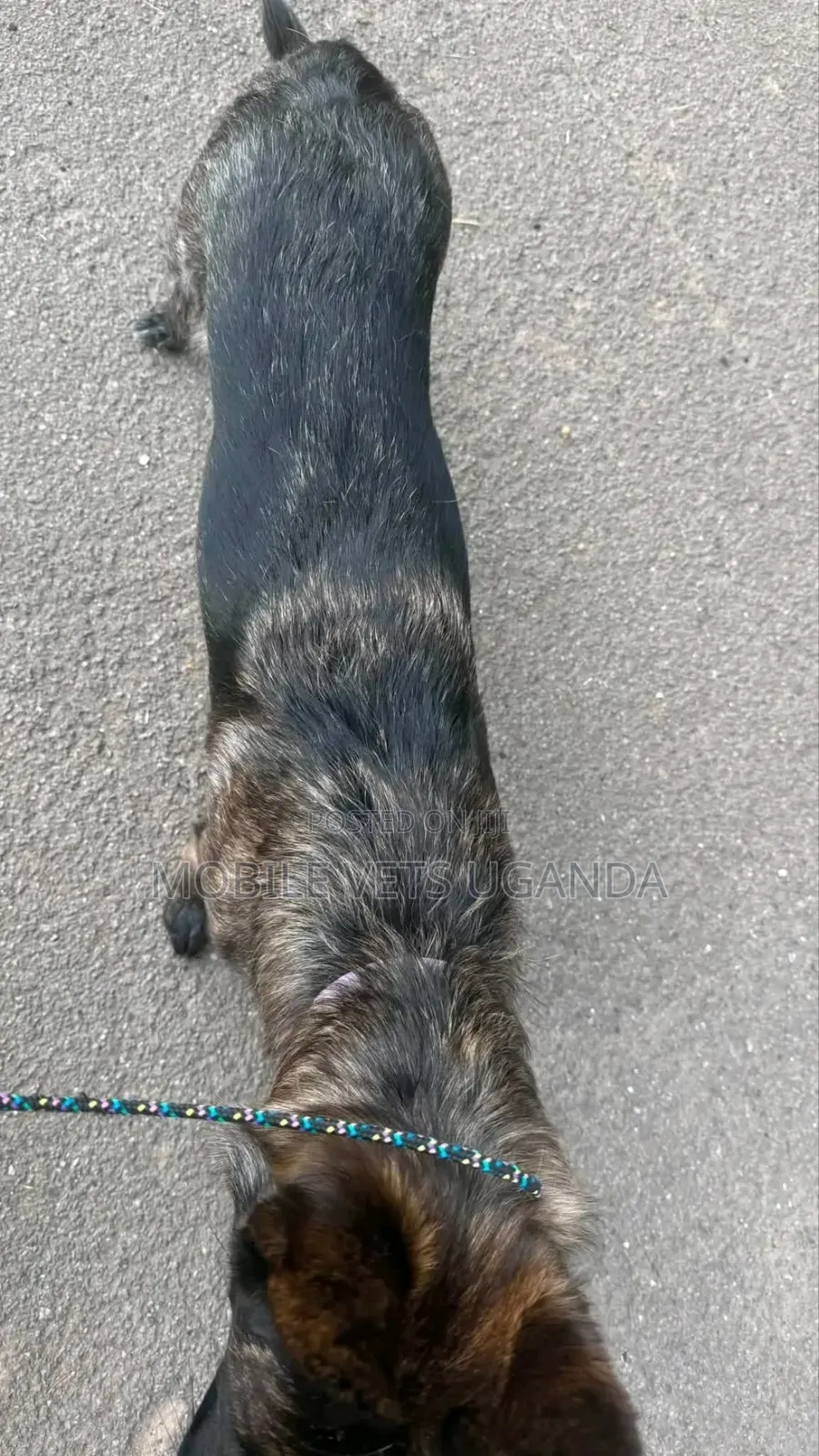 1-3 months Male Purebred German Shepherd