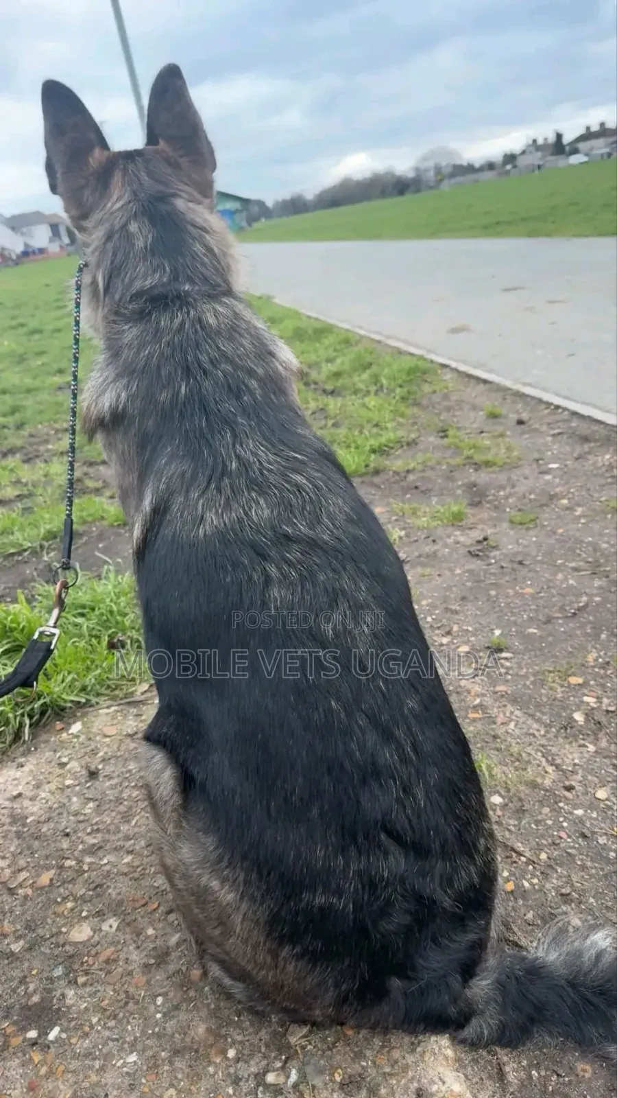 3-6 months Female Purebred German Shepherd