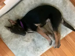 3-6 months Female Purebred German Shepherd