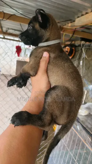 1-3 months Male Purebred Belgian Malinois