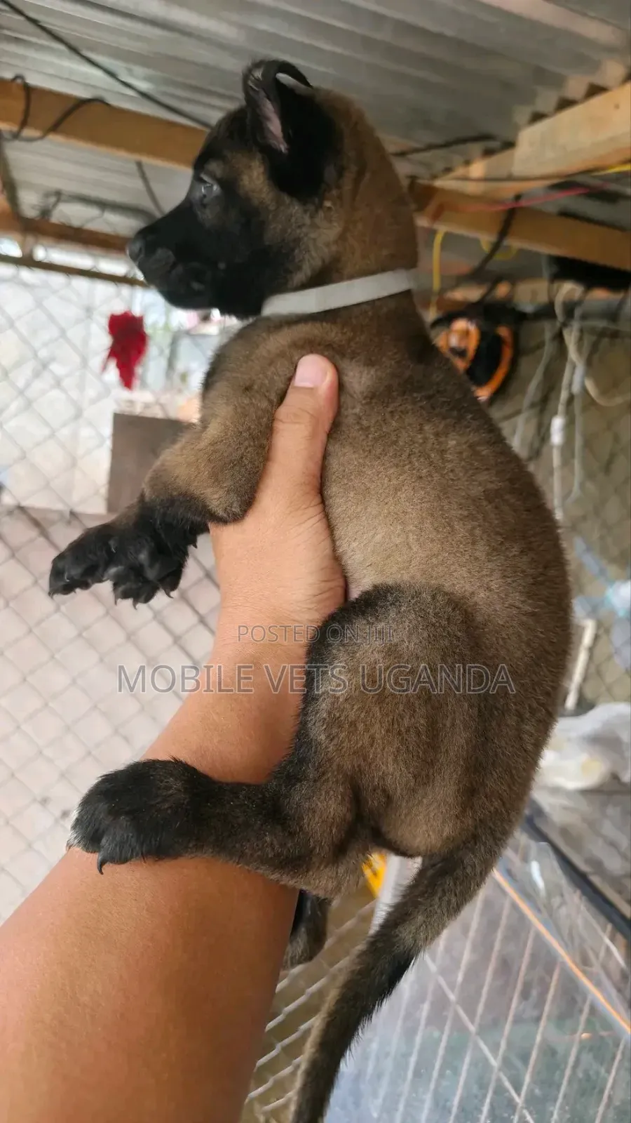 1-3 months Male Purebred Belgian Malinois