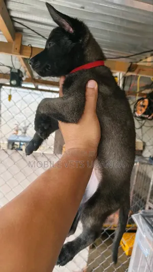 1-3 months Male Purebred Belgian Malinois