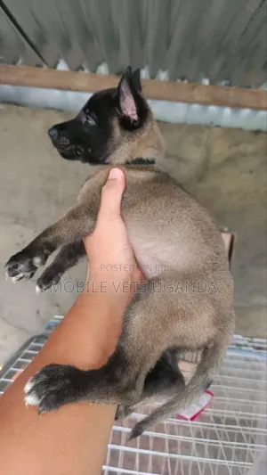 1-3 months Male Purebred Belgian Malinois