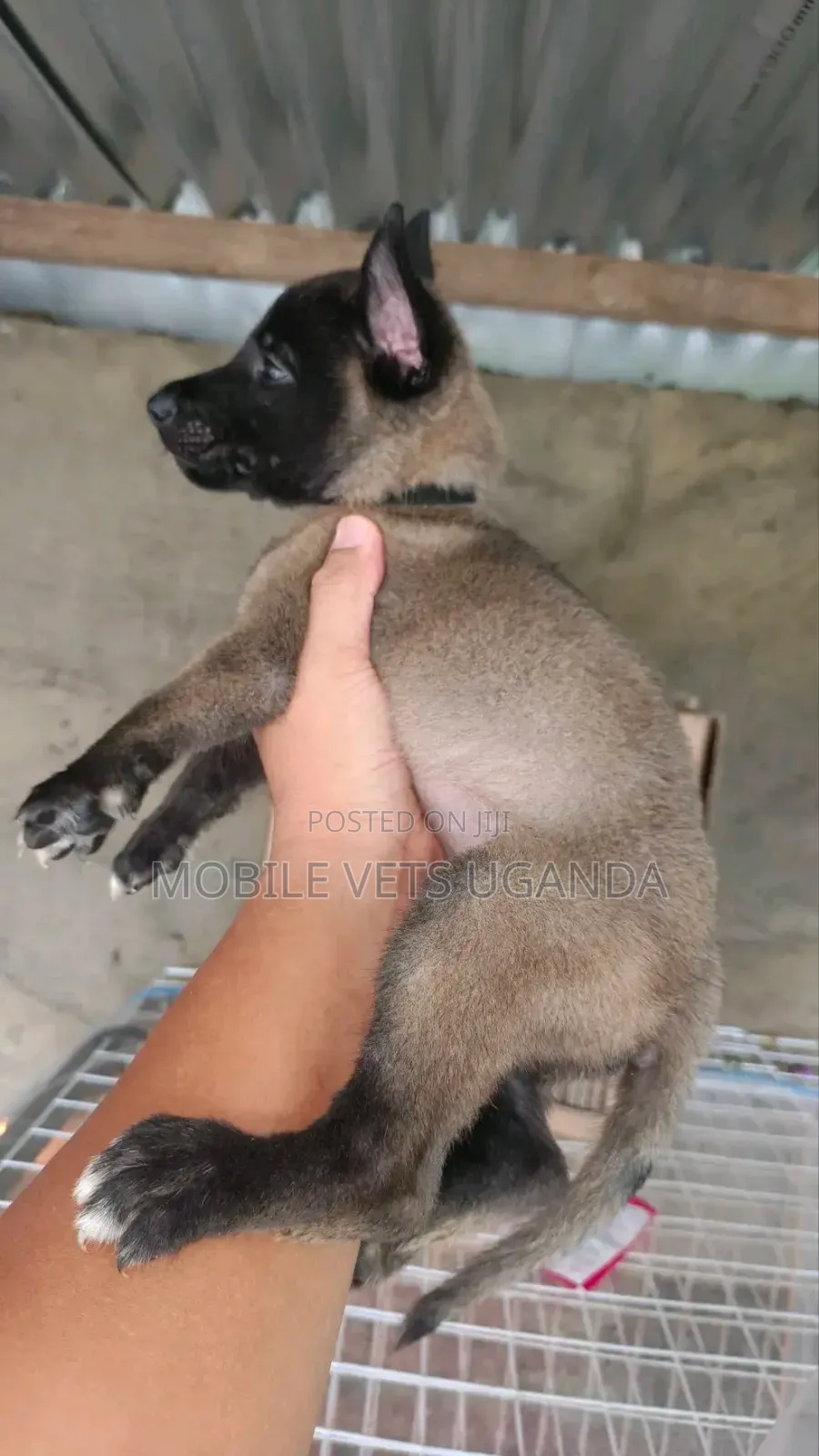 1-3 months Male Purebred Belgian Malinois