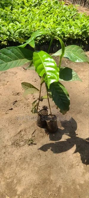 Coffee Seedlings