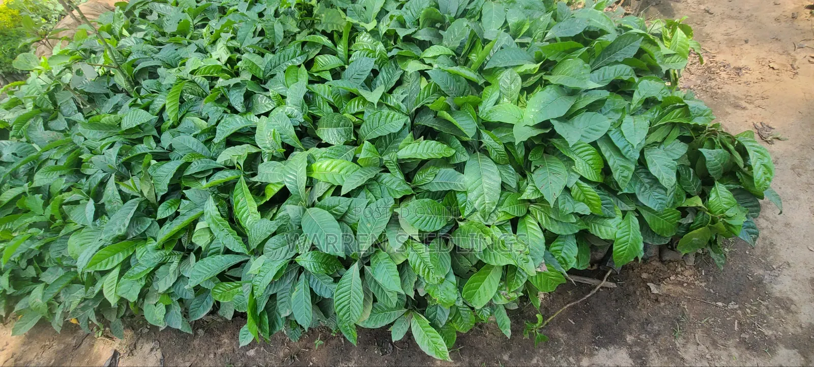 Coffee Seedlings