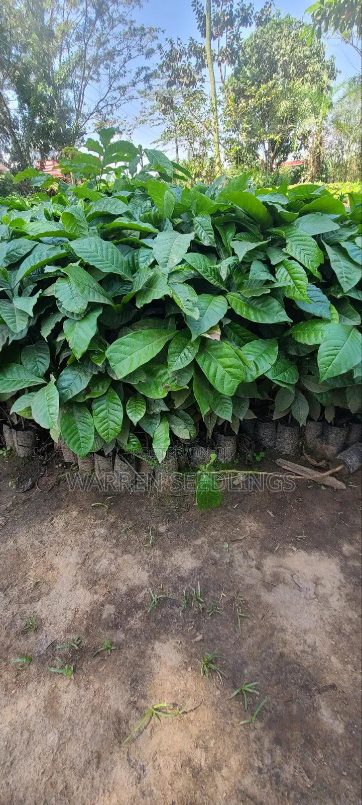 Coffee Seedlings