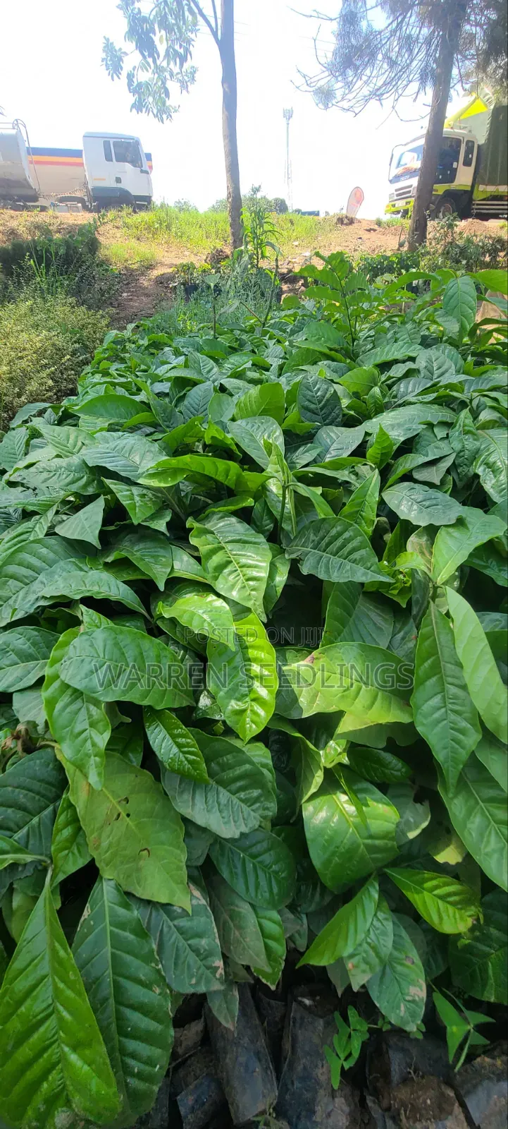 Coffee Seedlings