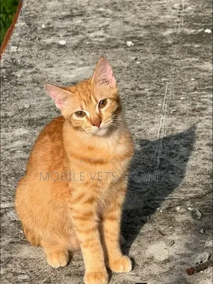 3-6 months Female Purebred Exotic